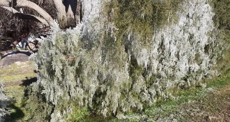 Desde agosto, Inta controlará heladas tardías en frutales de carozo