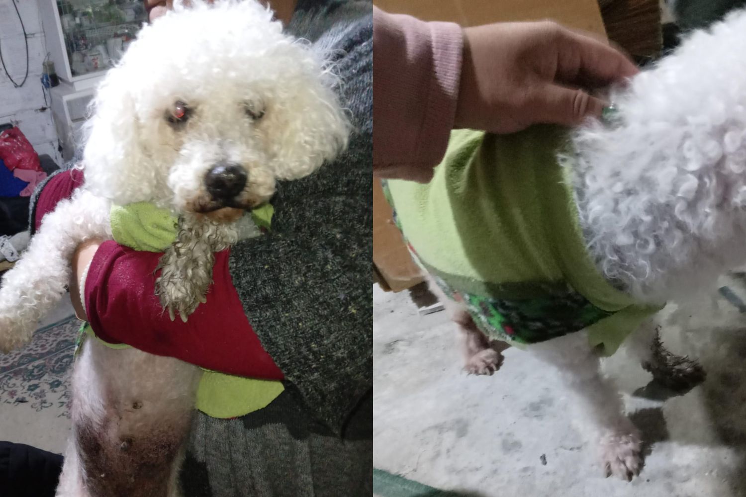 Encontraron una perra caniche en Bozzano al 1500