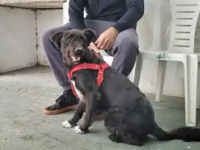 Octubre cerró con más de 300 castraciones gratuitas de mascotas, pero sigue lejos del número de intervenciones sugeridas