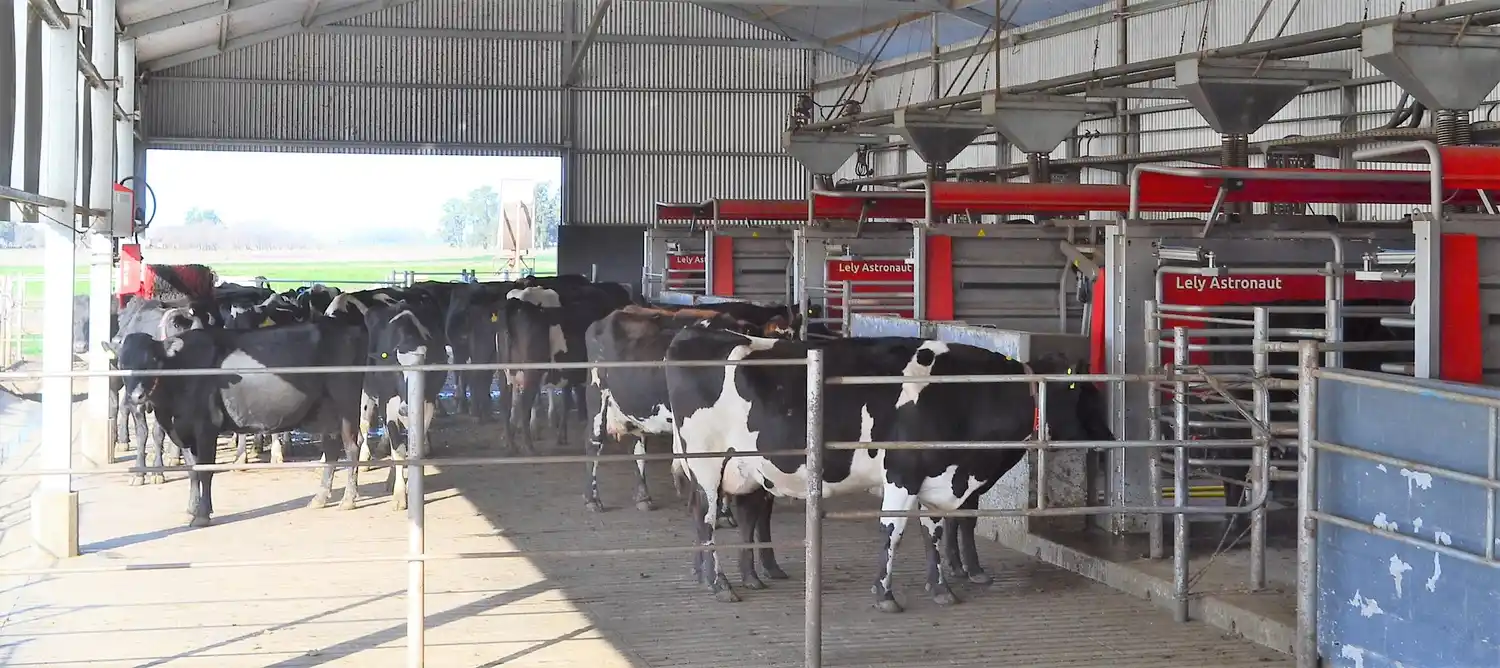 Avanza el ordeño robotizado: más producción, menos intervención humana y un debate abierto en la lechería