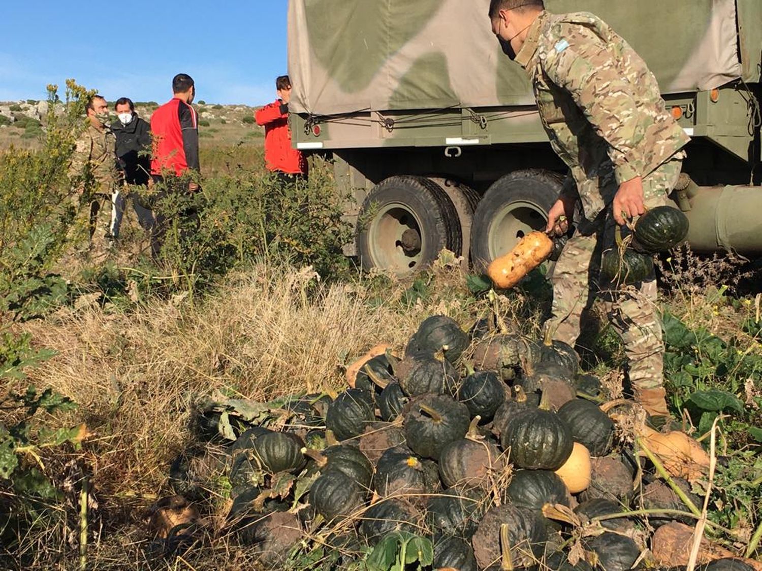 Cosecharon más de 15 mil zapallos  en la chacra “El Arraigo” que serán  entregados a familias vulnerables