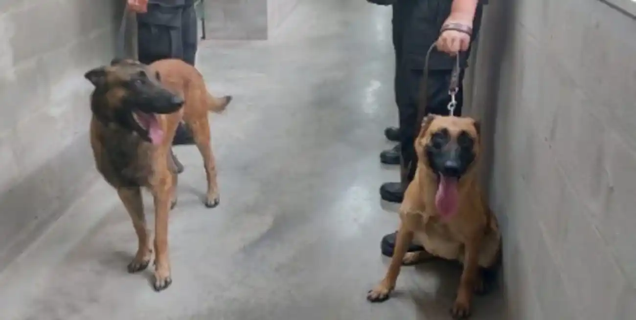 Estos perros participan en diferentes operativos de preventivos y de seguridad y en acciones tales como ataque, búsqueda de sustancias prohibidas y alternativas de seguridad.