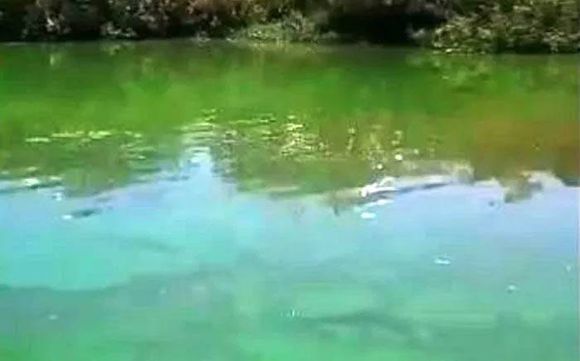 Detectaron algas verdes en ríos entrerrianos