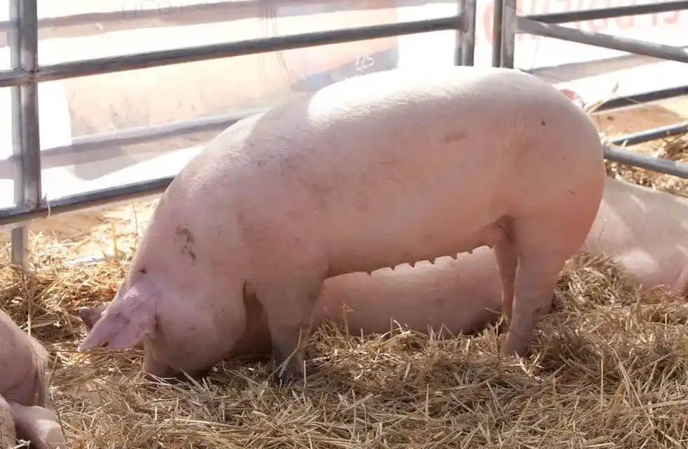 Alerta por triquinosis en la provincia