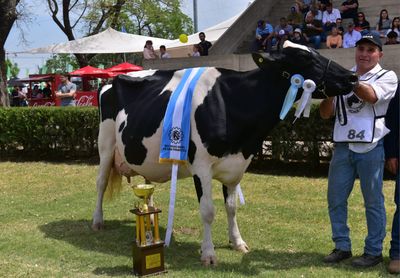 La raza Holando eligió a los grandes campeones en la Rural