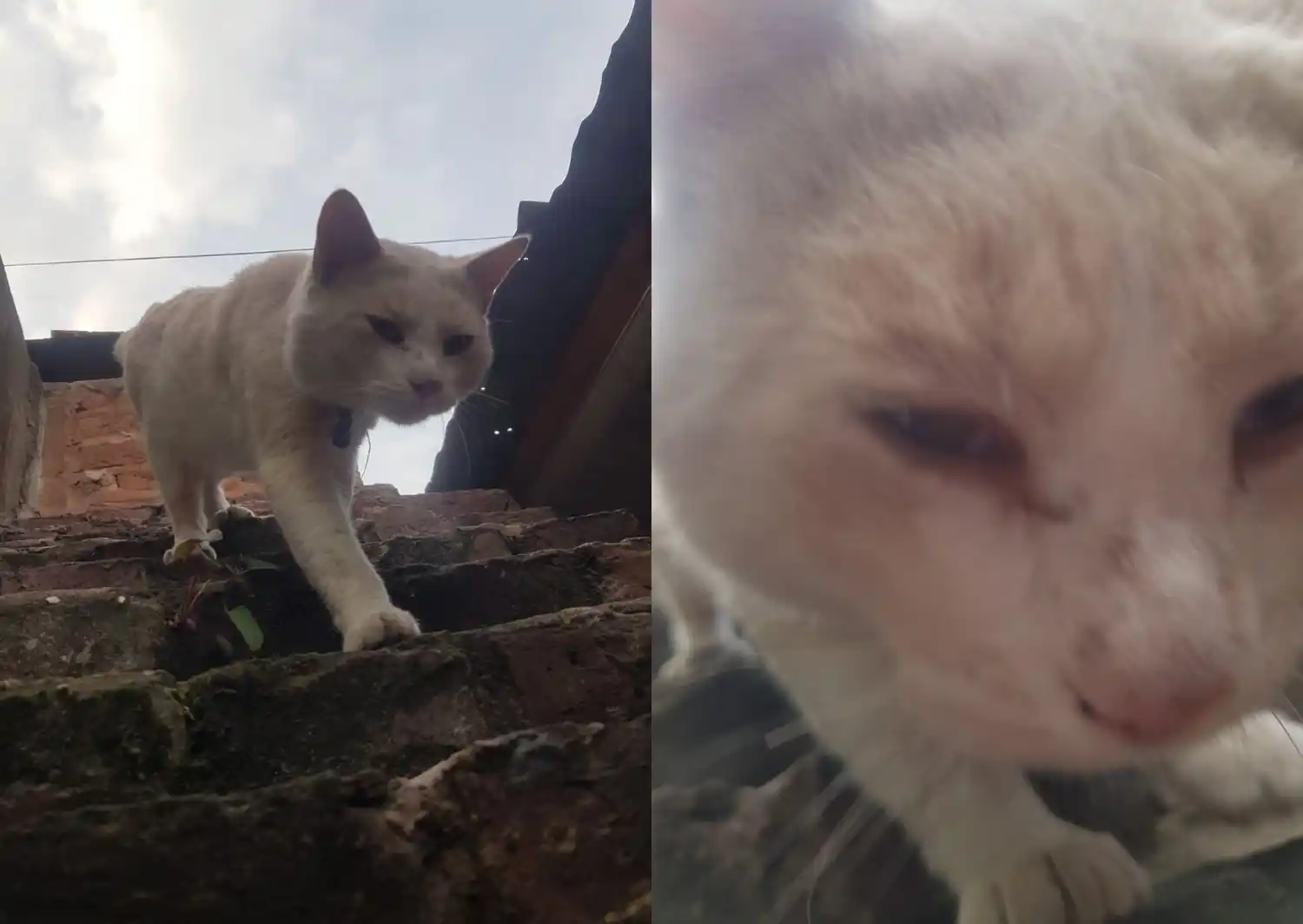 Hallaron a este gatito en el barrio Los Aromos