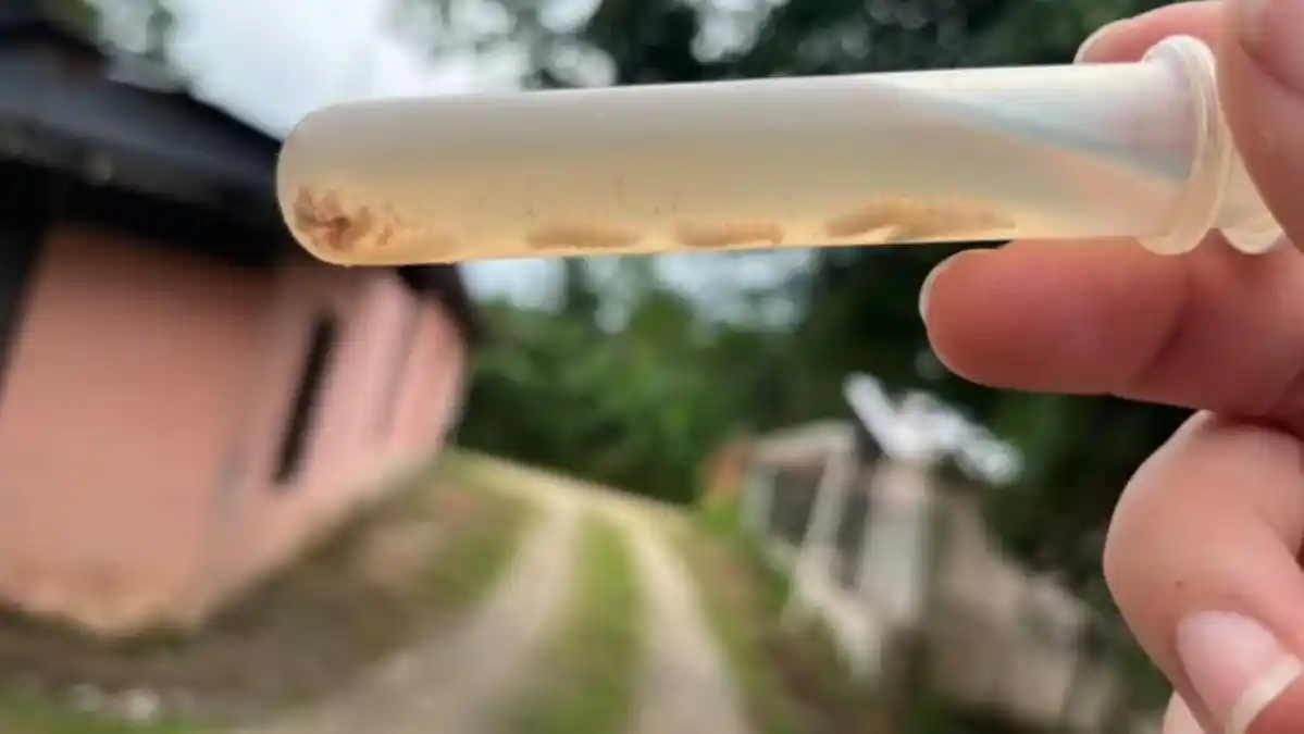 ¿Conoces el GUSANO BARRENADOR?… causó primera muerte humana en país latinoamericano