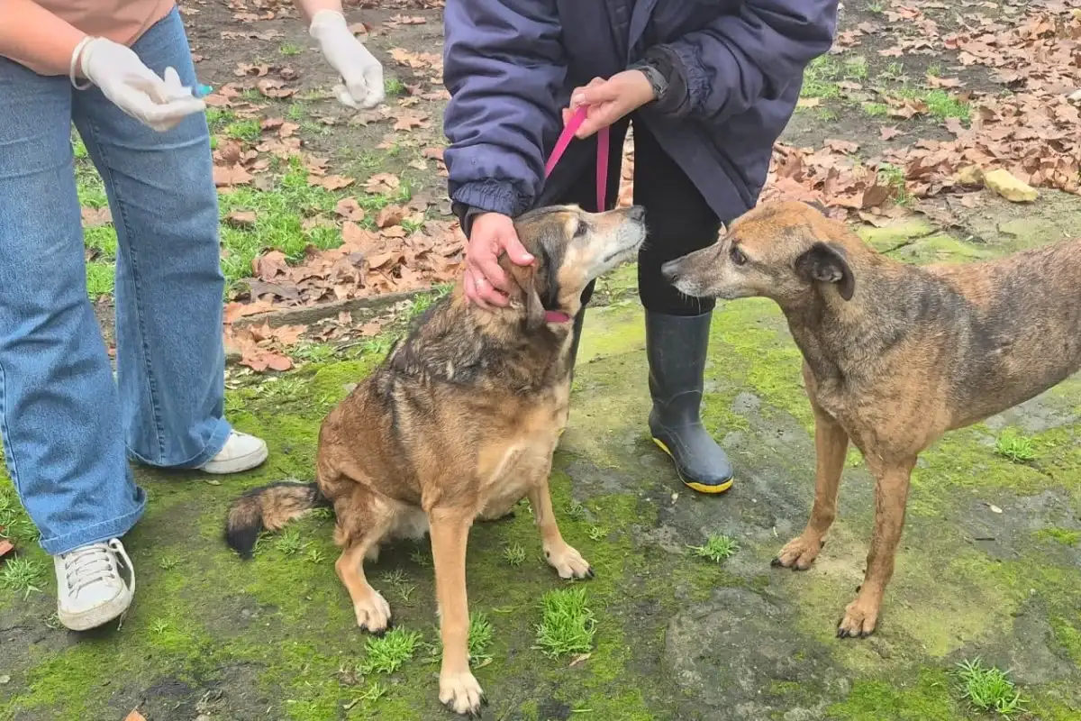 Realizaron un nuevo operativo de vacunación contra la leptospirosis en perros en zonas ribereñas