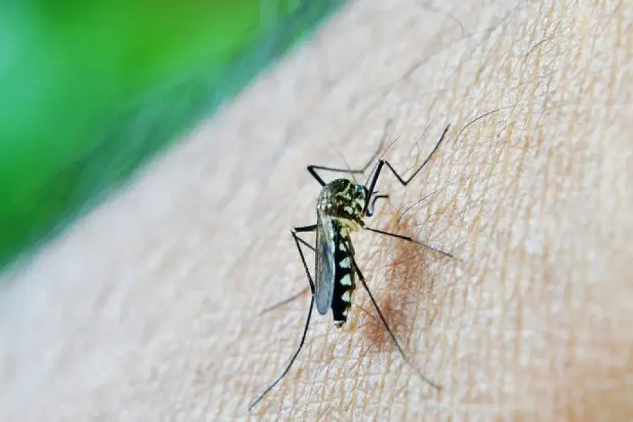 Campaña informativa y preventiva sobre dengue