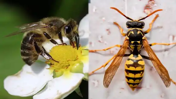Las abejas mueren al picarnos y las avispas no ¿Por qué ocurre este fenómeno?