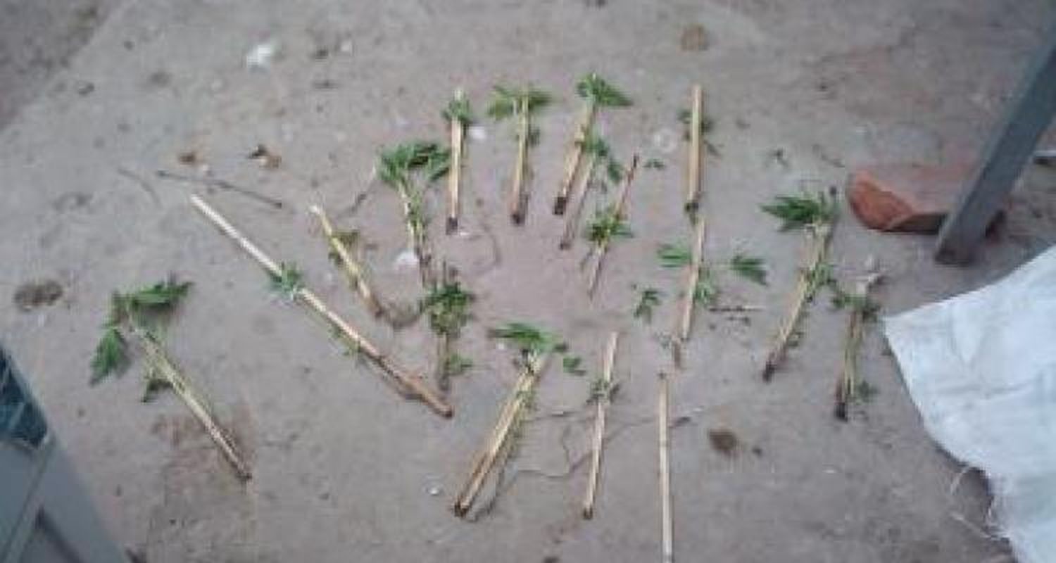 Hallan plantines de cannabis