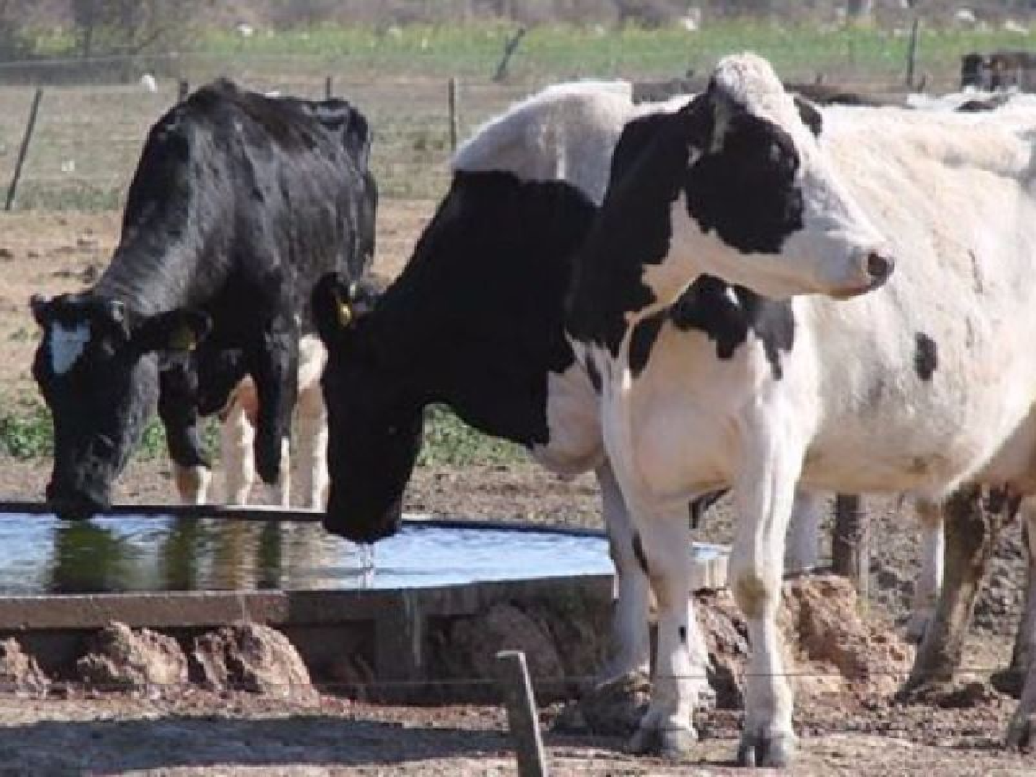 Agua “segura”, limpia y fresca para aumentar la producción de leche     