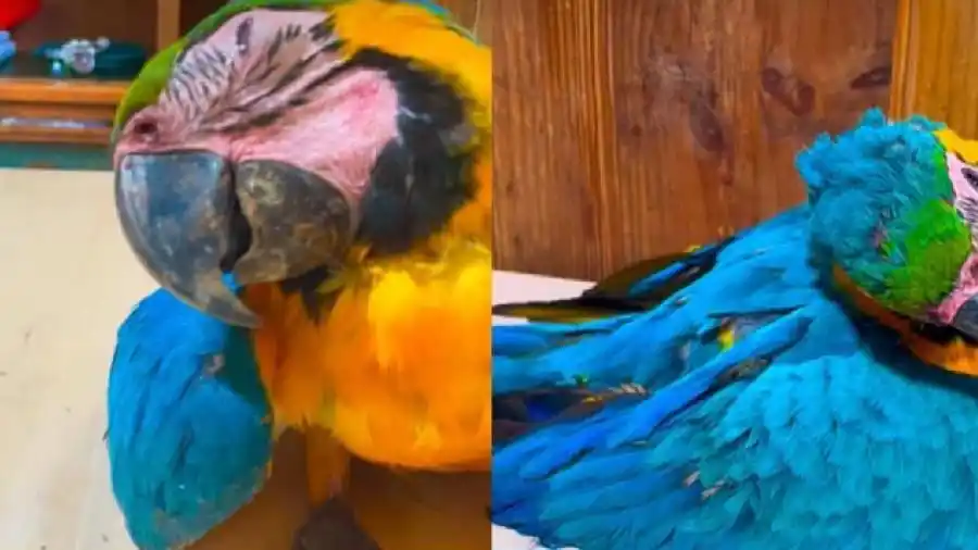 ACCIDENTES de guacamayas por canchas de pádel encienden las alarmas: Baruta emite decreto para proteger la FAUNA SILVESTRE (+Video)