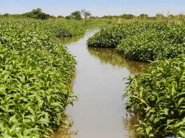 El municipio podrá recupera 800 hectáreas de humedales.