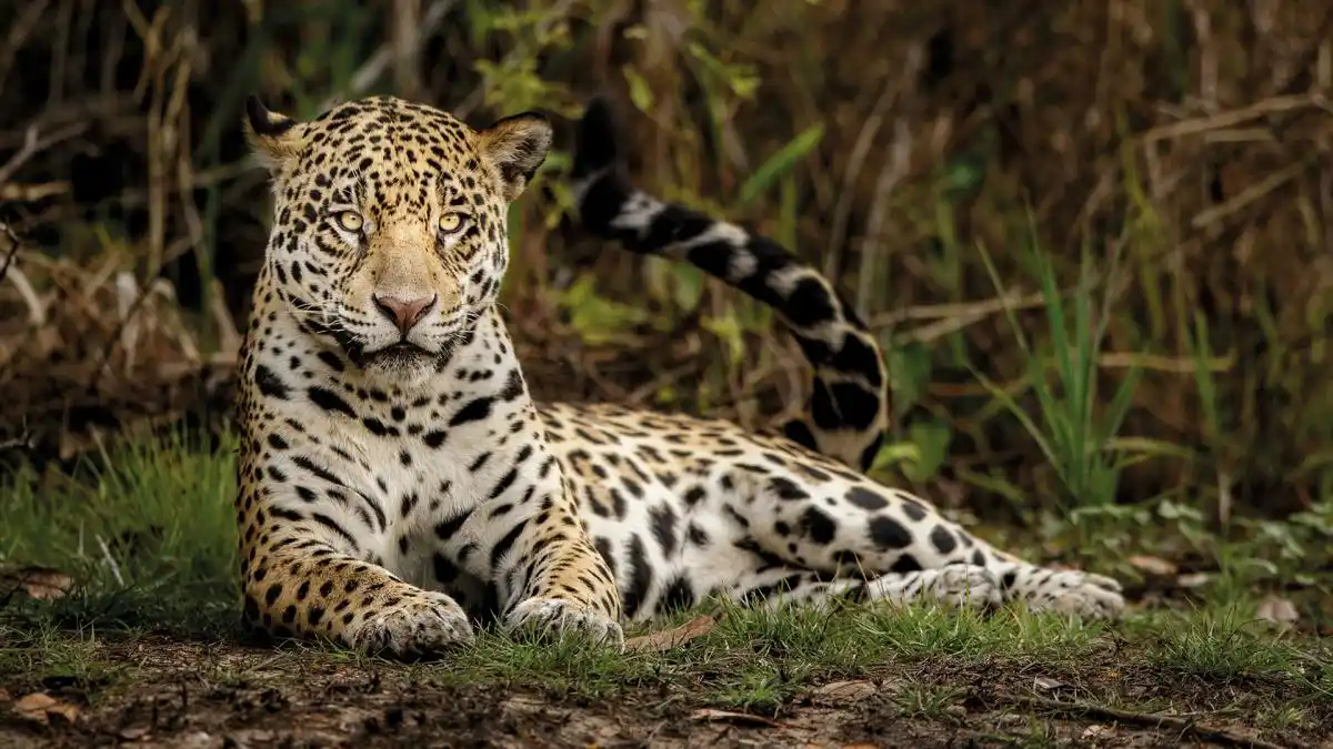 libro sobre la flora argentina - 3