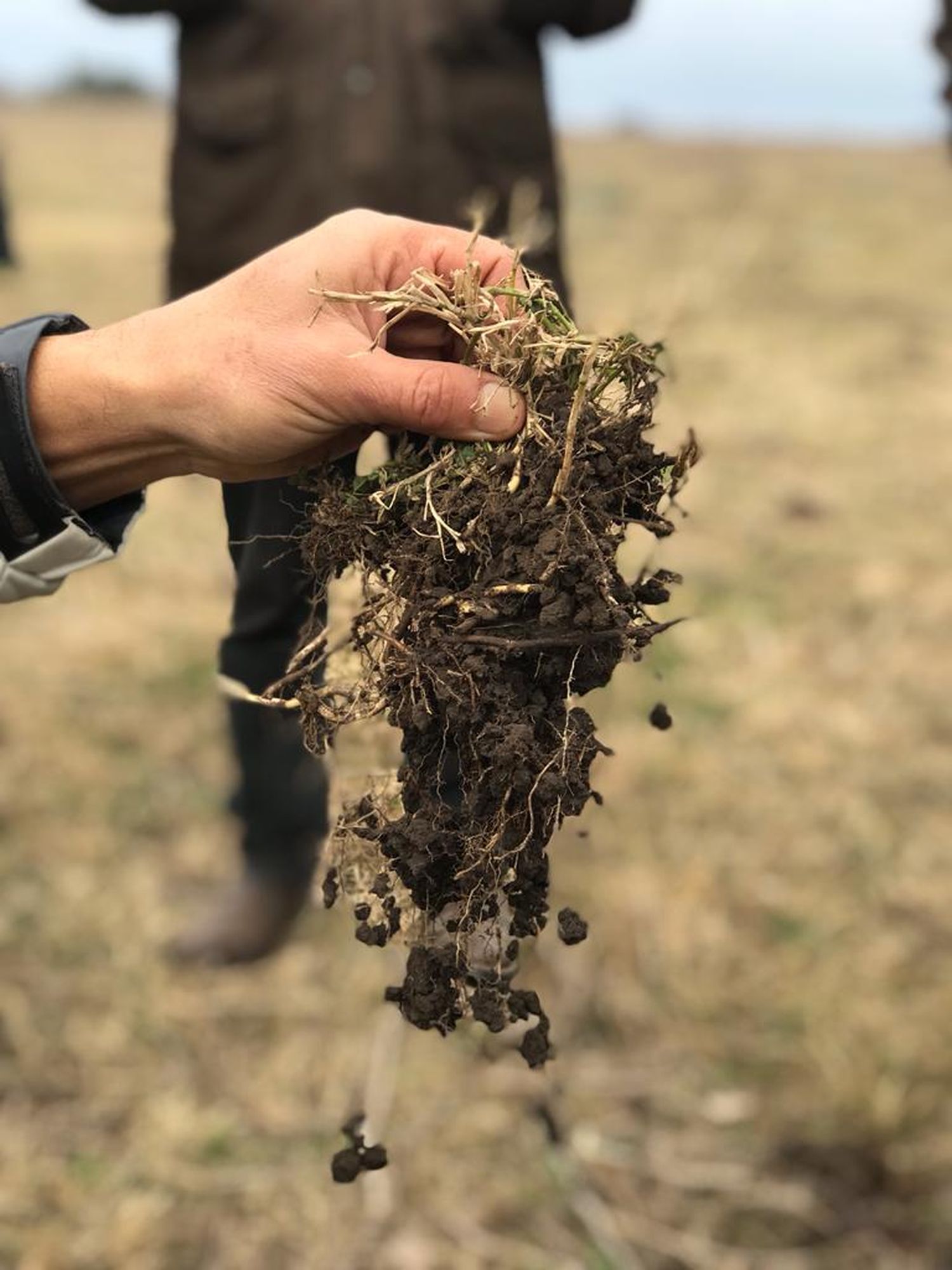 El suelo, pilar fundamental de la agricultura sustentable