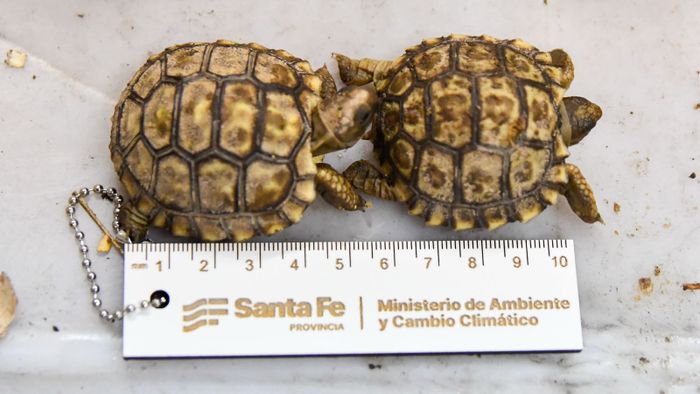 Tortugas y loros habladores: decomisaron más de 500 animales silvestres en Ruta 34 - 1