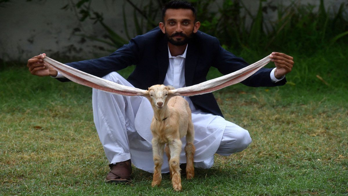 SIMBA: el chivito de Pakistán que causa furor por sus largas orejas