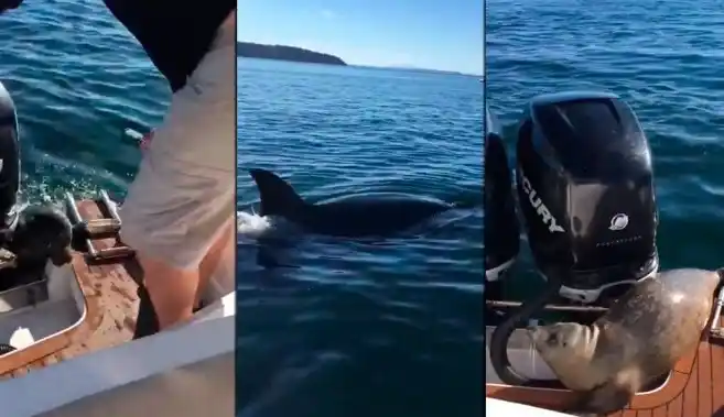 VIDEO: Una foca bebé escapó de dos orcas subiéndose a una lancha