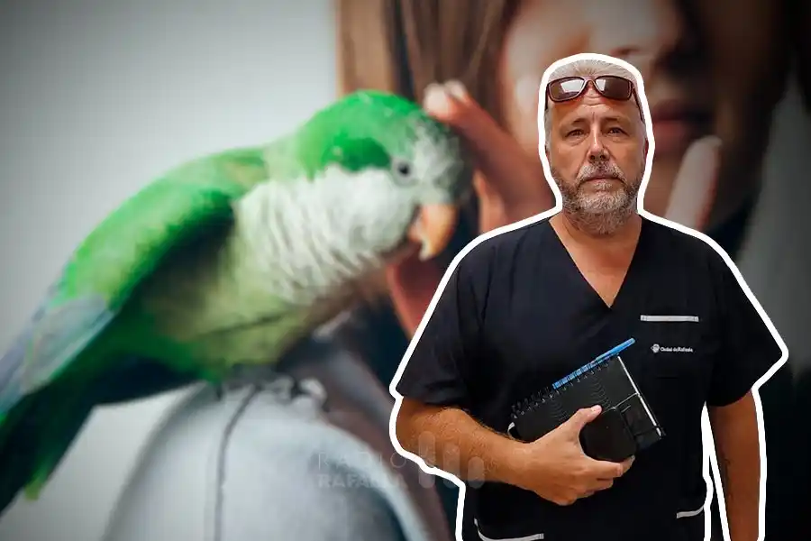 ¿Qué cuidados debo tener si tengo un lorito de mascota? 