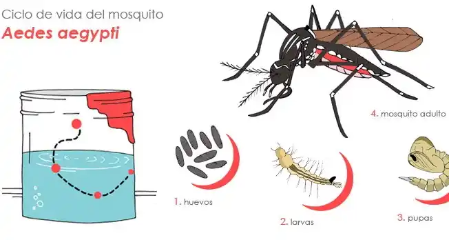 Detrás del Aedes aegypti, ¿asunto social o científico?
