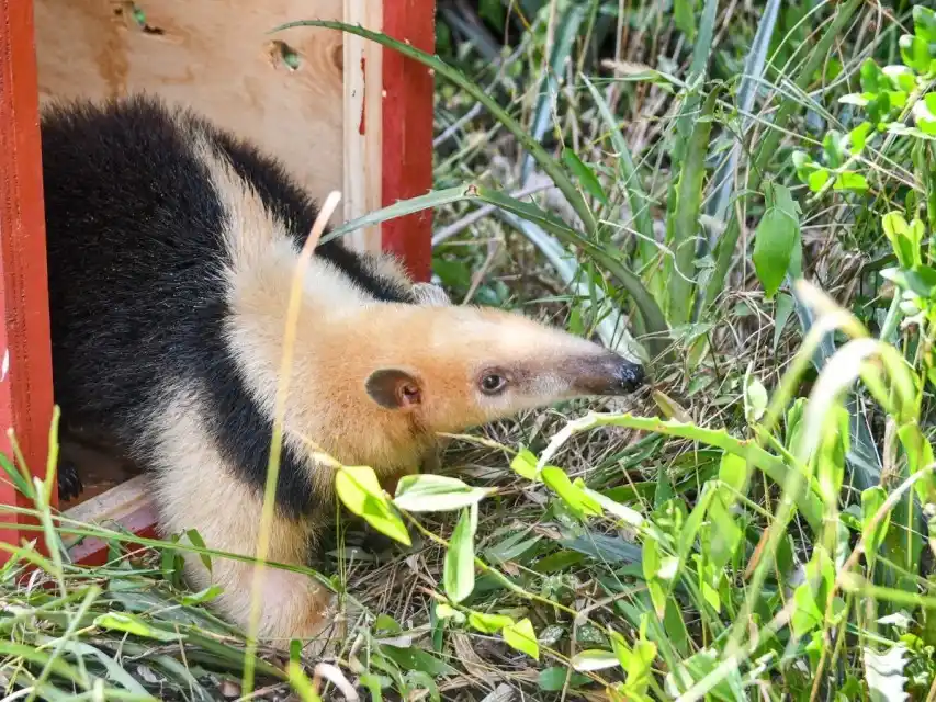 Santa Fe: en un año se rescataron 1.402 animales silvestres y se logró la liberación de 570