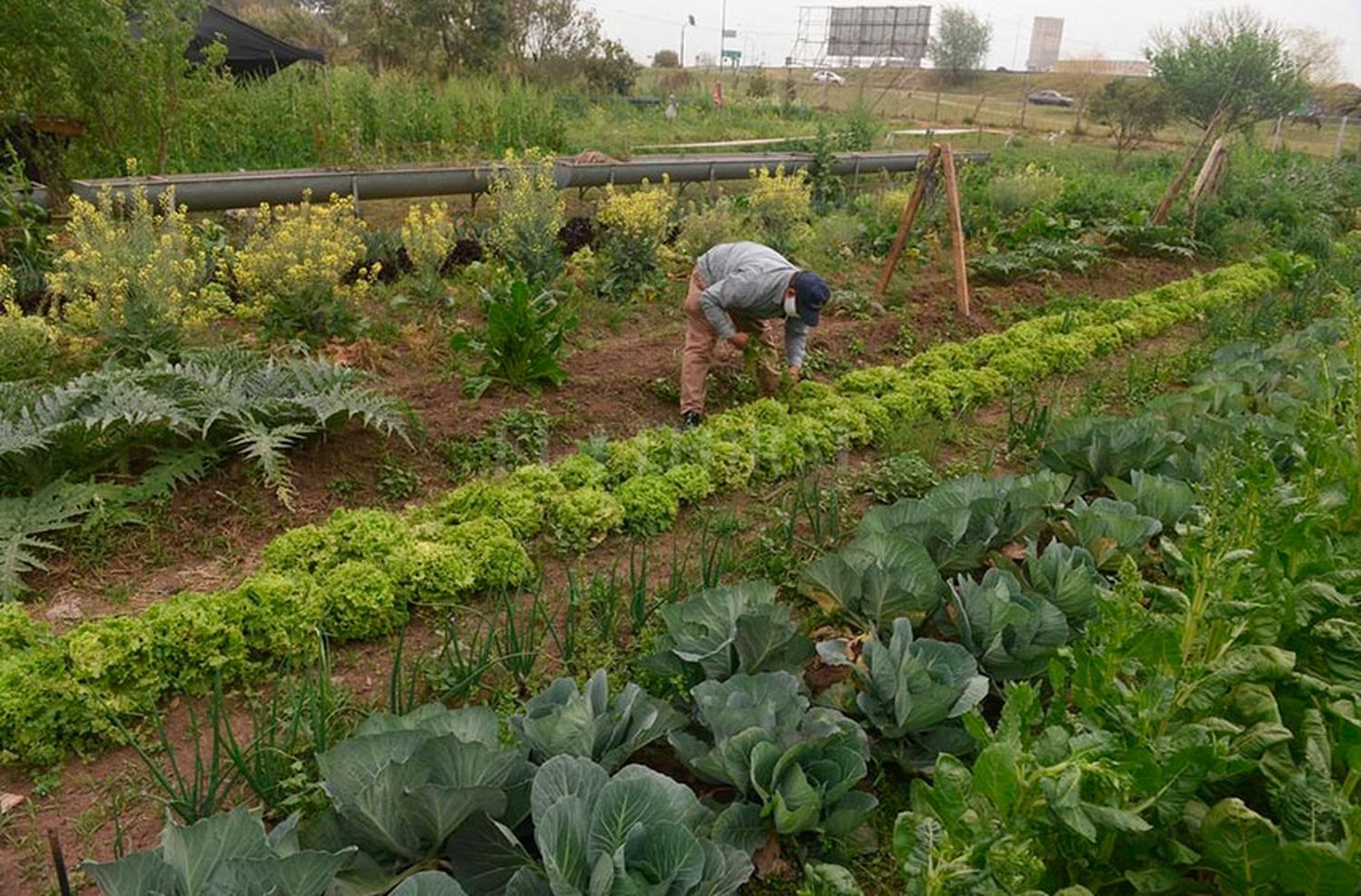 El ProHuerta del INTA: "Con la campaña primavera verano vamos a tener un incremento de huertas"