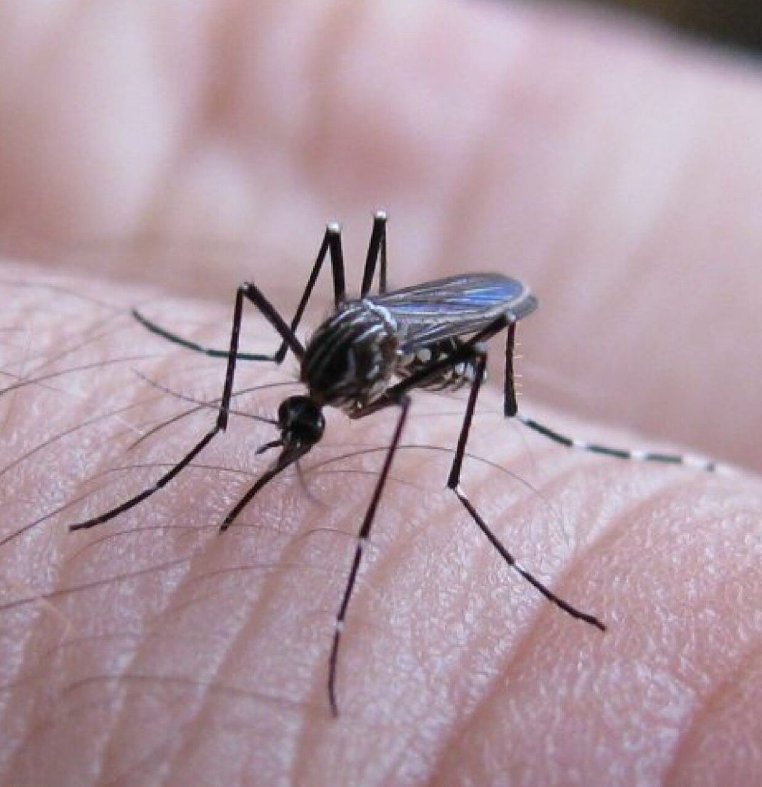 Campaña de cuidados y prevención contra el dengue