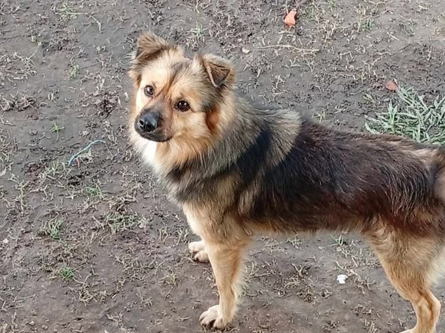 Buscan al pequeño Oso