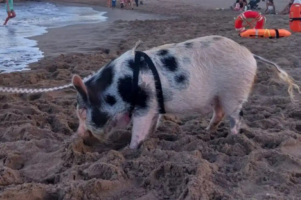 El animal causó sensación y se volvió viral.