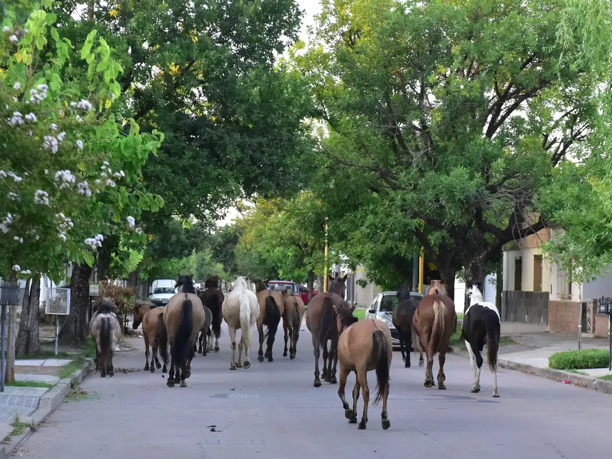 Bio Animalis crea un registro de adoptantes para caballos sueltos en la vía pública