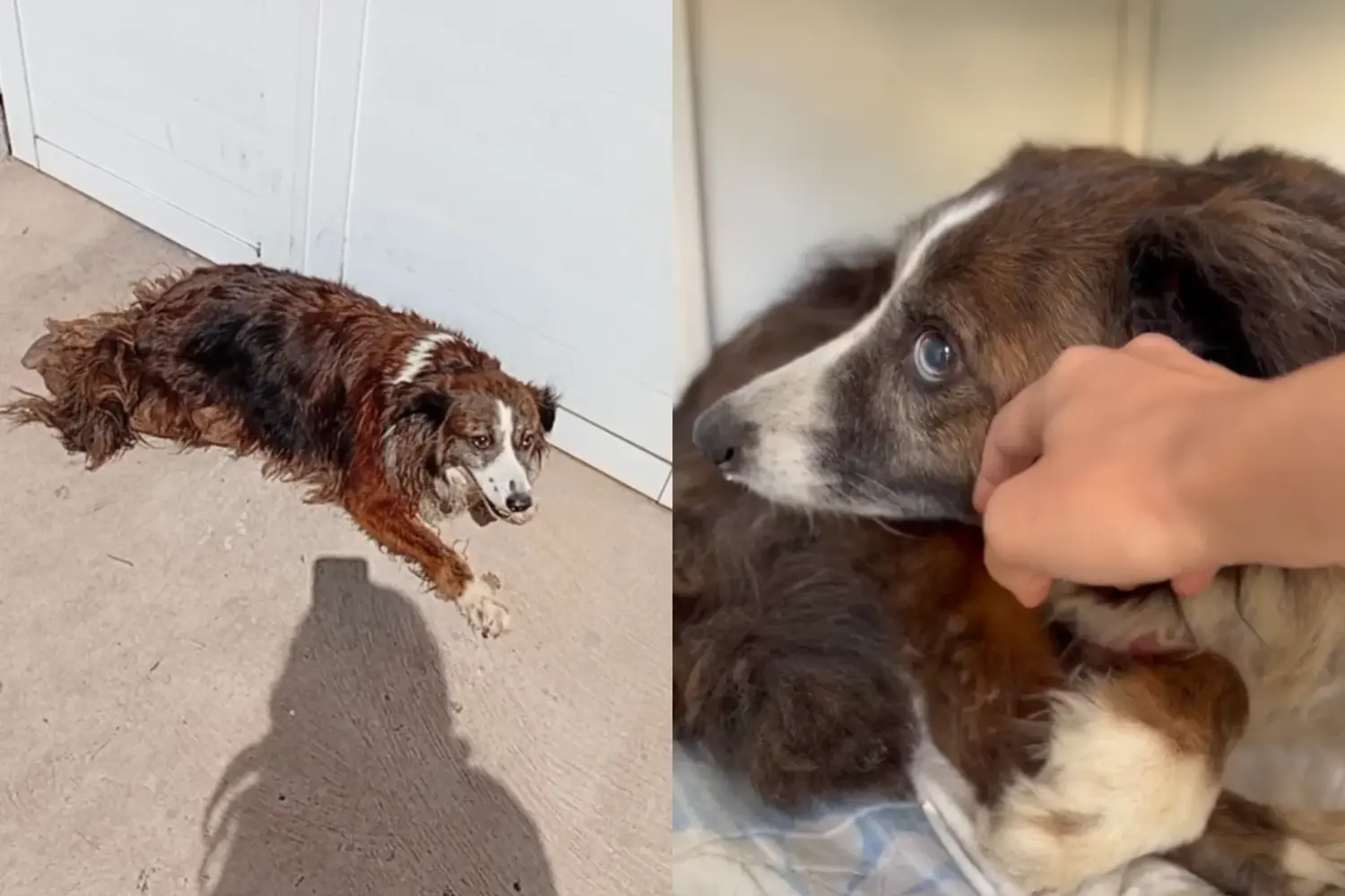 ¿Cómo evoluciona María, la perrita rescatada de un canasto de basura en el barrio 17 de Octubre?