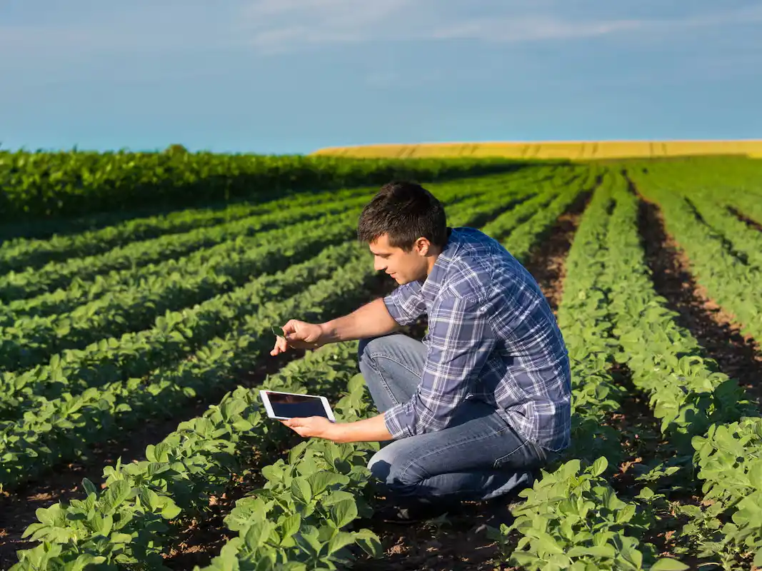 Día del Ingeniero Agrónomo: por qué se celebra hoy, 6 de agosto