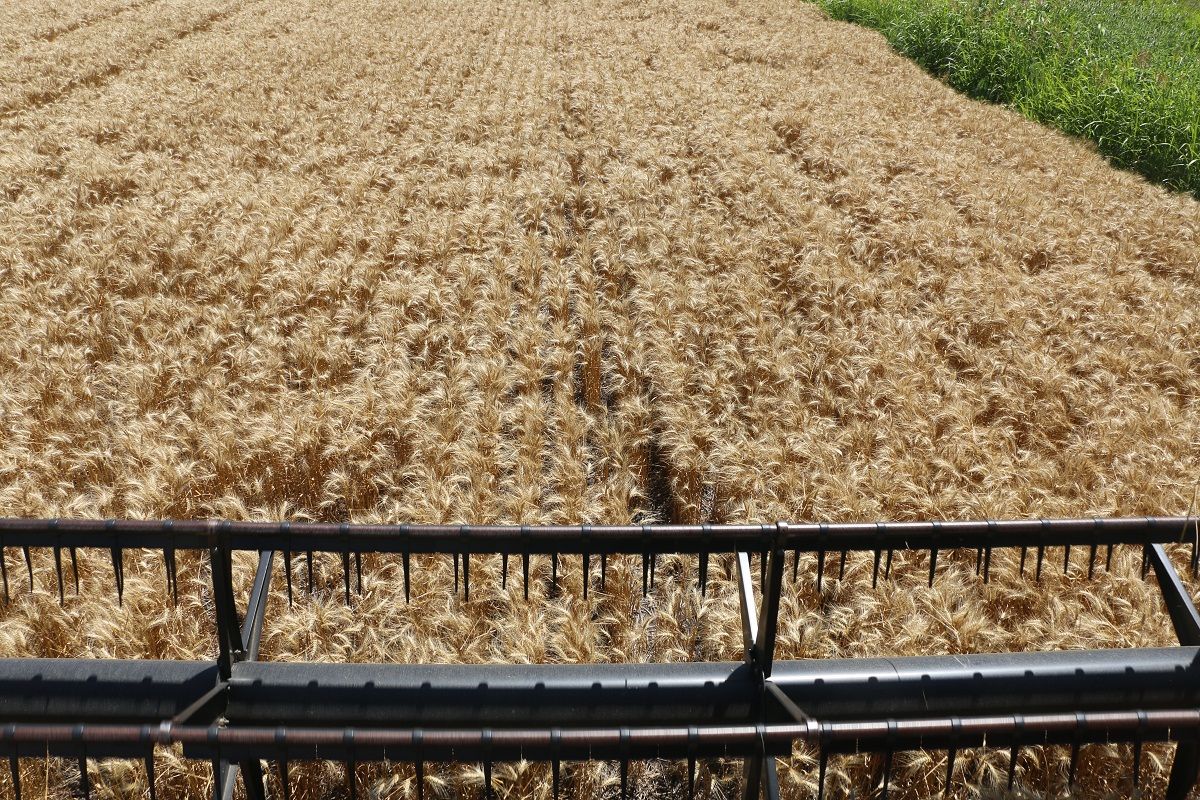 Dirigentes rurales rechazan la suba de las retenciones a soja, trigo y maíz