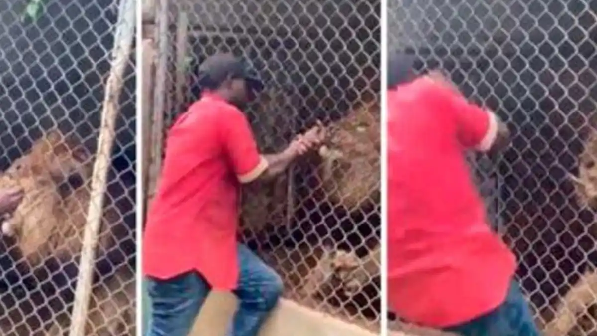 EN ZOOLÓGICO DE JAMAICA Quería alterar a un león y se quedó sin dedo
