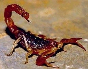 Punta Alta: Preocupación por la presencia de alacranes
