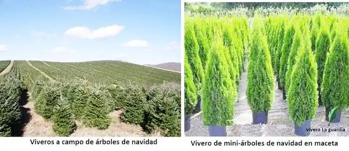 Árboles de Navidad,  naturales⬦