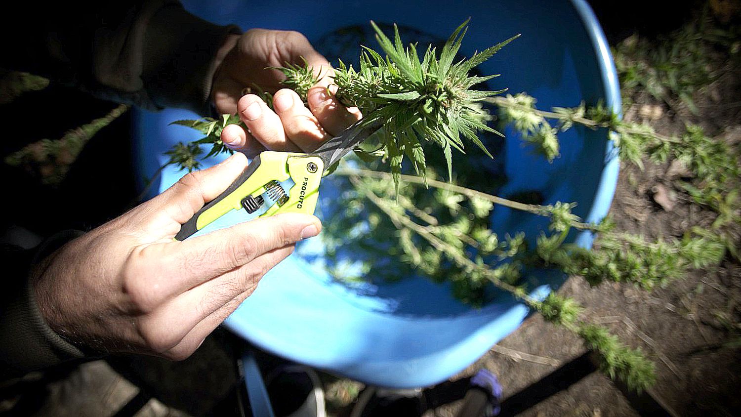 Cultivadores de marihuana: entre las luces y las sombras de leyes que atrasan más de medio siglo