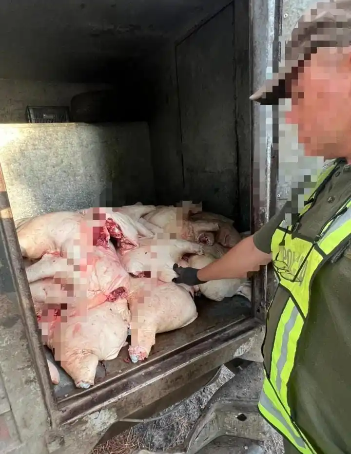 carne incautada los pumas - 4