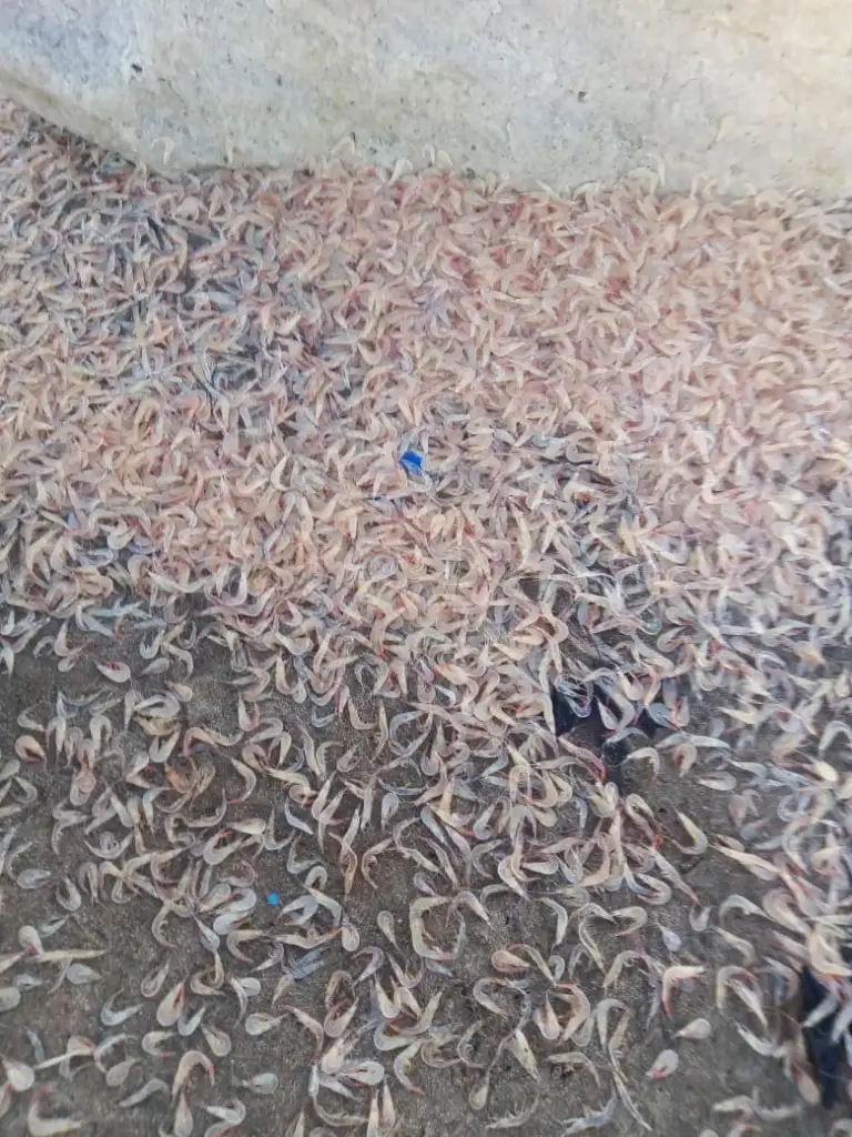 crustaceos necochea