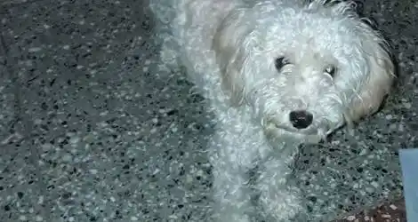 Mascota perdida