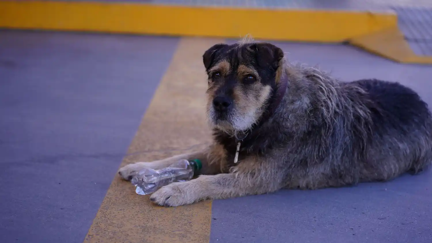 perro raul estacion de servicio gnc chile cervantes