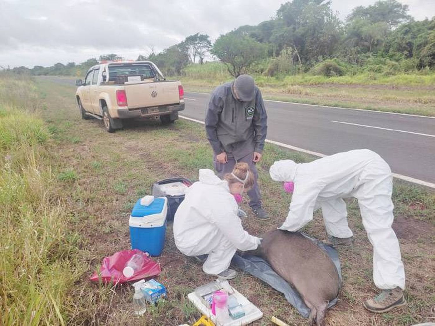 Se amplía la zona de trabajo para el  rescate de fauna  en provincia  mesopotámica