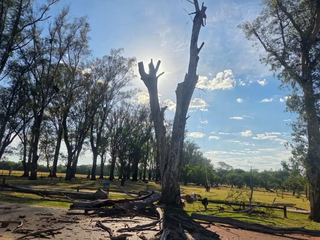 Realizaron una poda sanitaria de árboles secos en el Parque Unzué