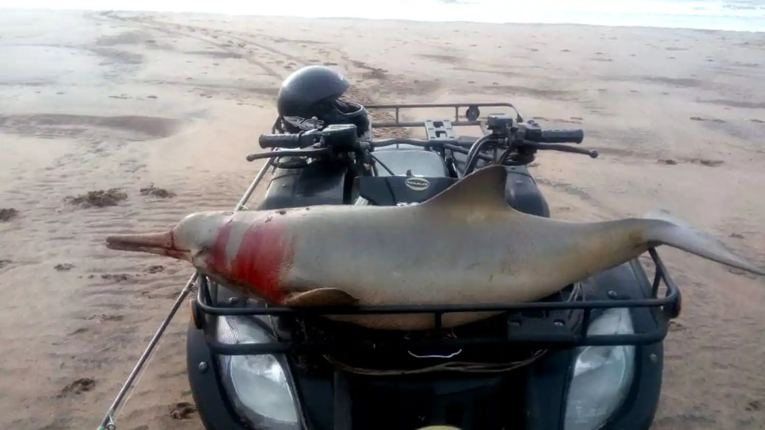 Mató a un delfín en peligro de extinción, lo paseó en su cuatriciclo y se lo comió