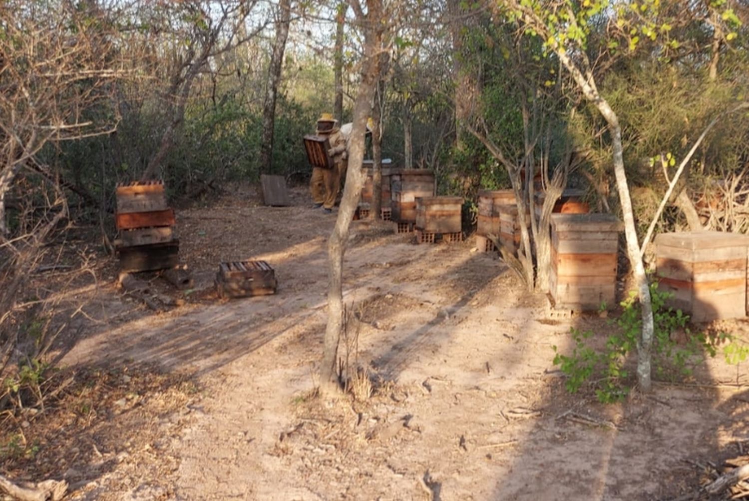 Aumentó la población de moscardones cazadores de abejas