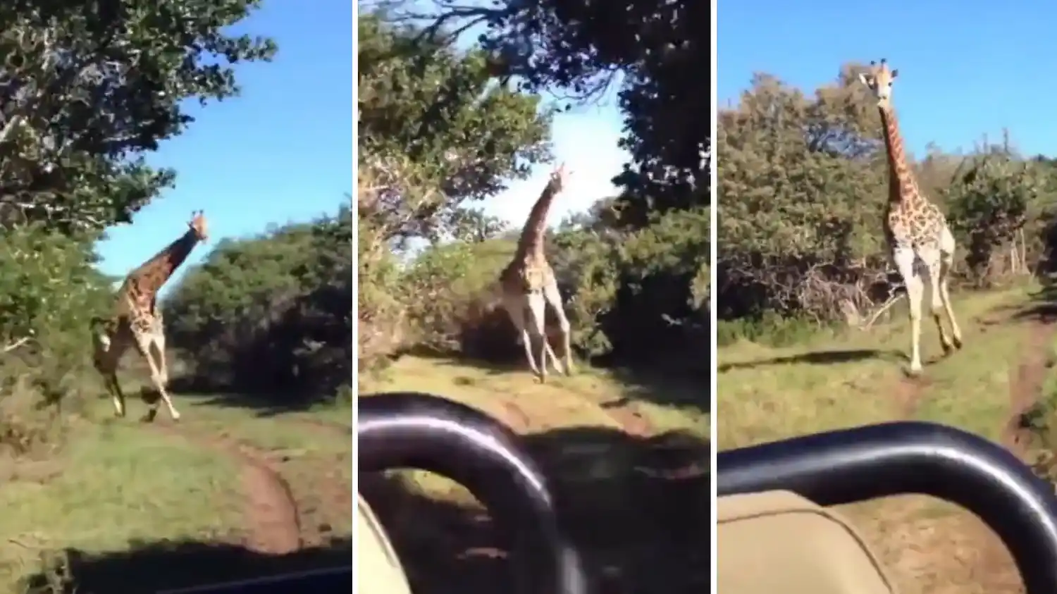 ¡Jirafa desenfrenada!