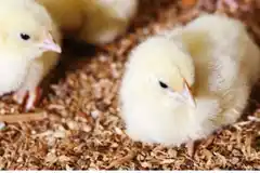 Se realizará el 1° Seminario Internacional de Avicultura durante dos jornadas en Paraná y Crespo