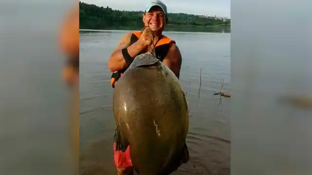 Pescaron un enorme pacú en el río Paraná: Pesó 26 kilos