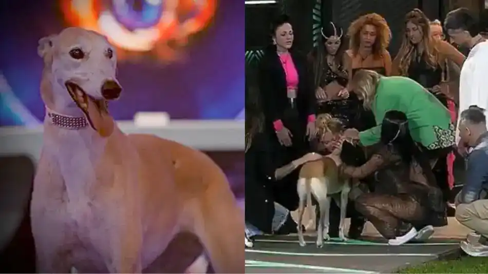 Paris, la nueva mascota de la casa de Gran Hermano